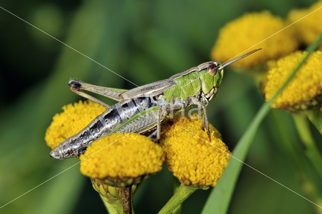 Meadow Grasshopper (Chorthippus parallelus)