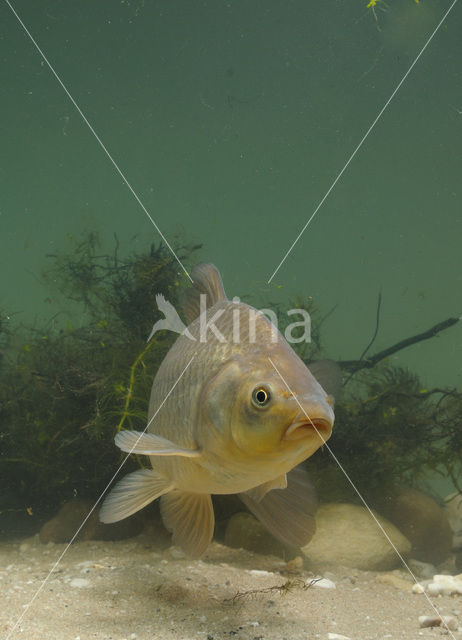 Kroeskarper (Carassius carassius)