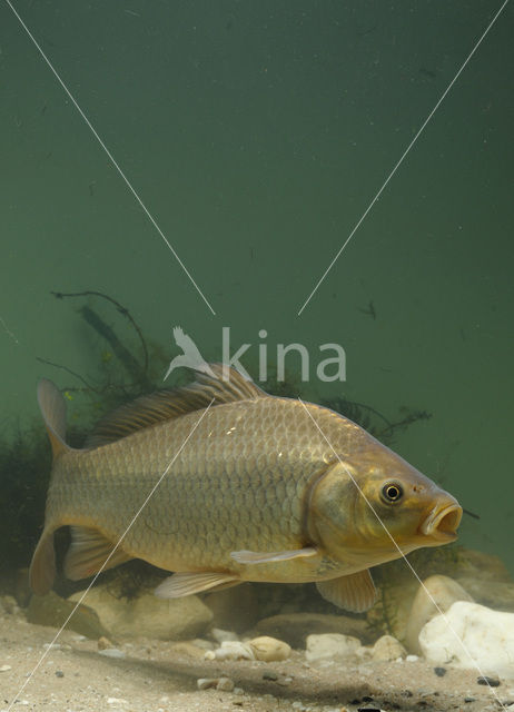 Kroeskarper (Carassius carassius)