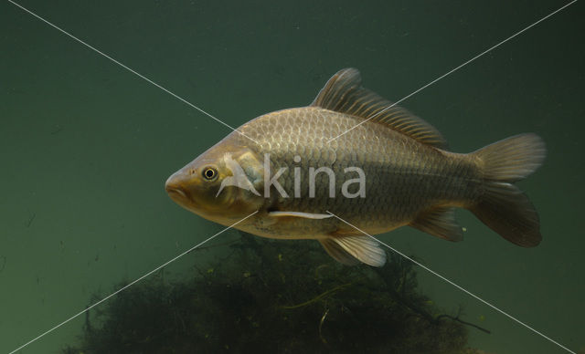 Kroeskarper (Carassius carassius)