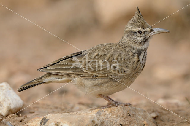 Crested Lark (Galerida cristata)