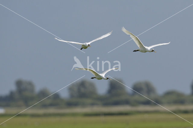 Lepelaar (Platalea leucorodia)