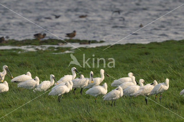 Lepelaar (Platalea leucorodia)