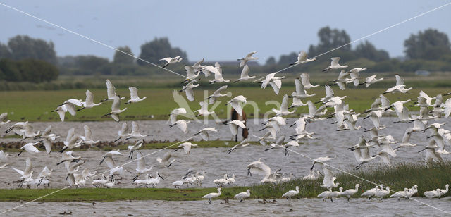 Eurasian Spoonbill (Platalea leucorodia)