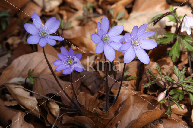 Liverwort (Anemone hepatica)