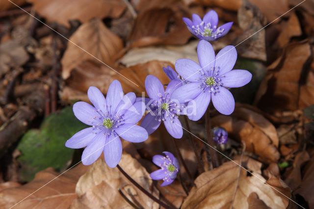 Liverwort (Anemone hepatica)