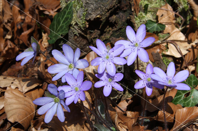 Liverwort (Anemone hepatica)