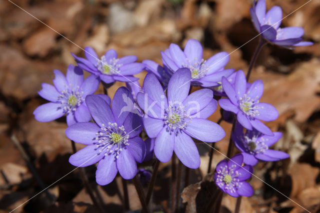 Liverwort (Anemone hepatica)