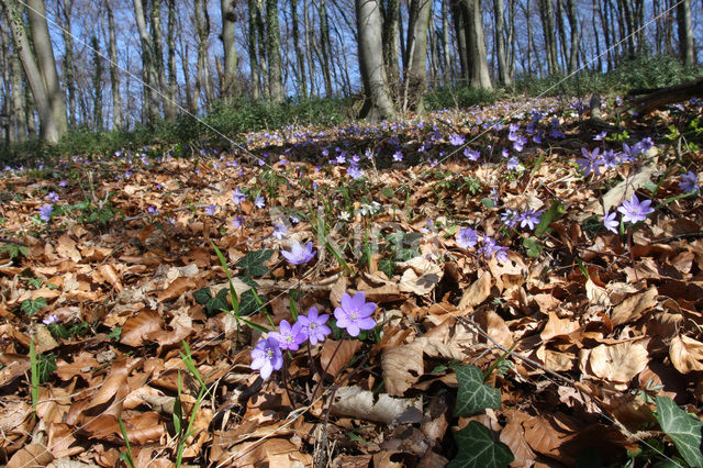 Liverwort (Anemone hepatica)