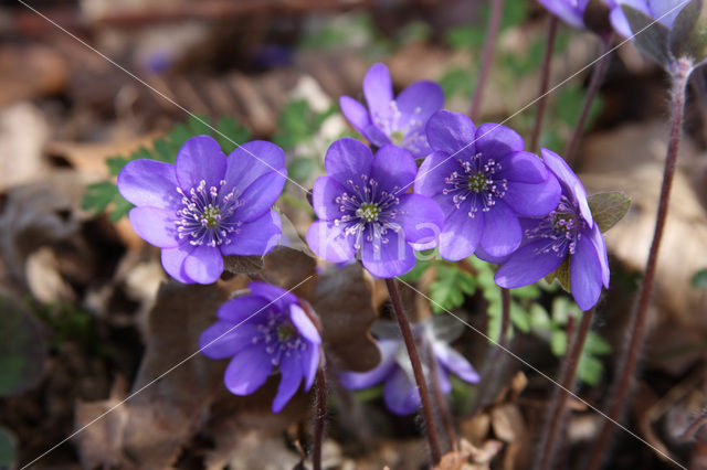 Liverwort (Anemone hepatica)