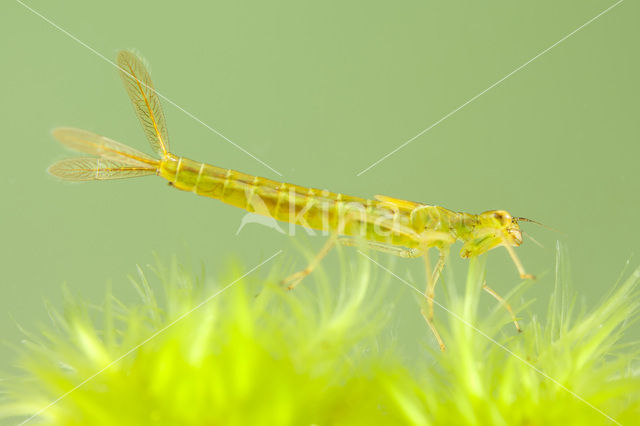 Irish Damselfly (Coenagrion lunulatum)