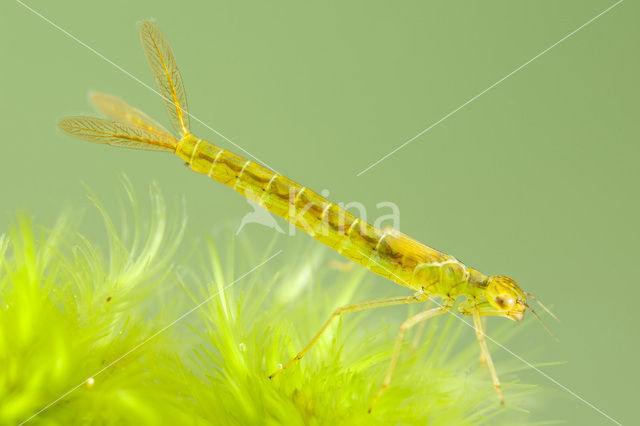 Irish Damselfly (Coenagrion lunulatum)
