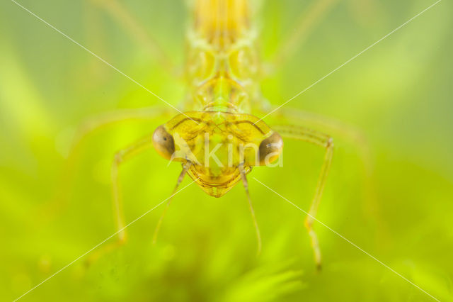 Maanwaterjuffer (Coenagrion lunulatum)