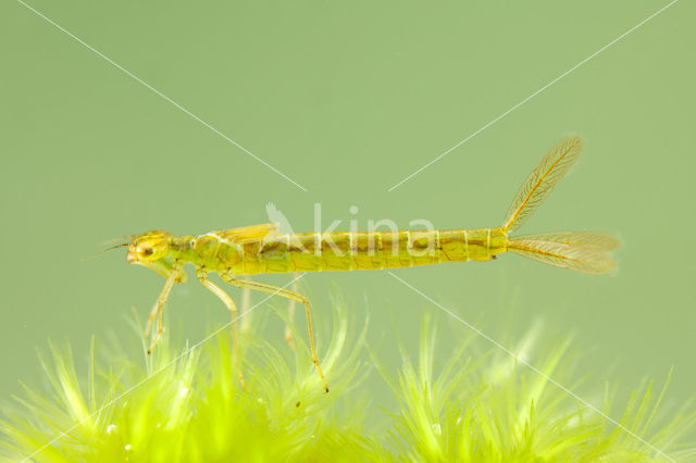 Irish Damselfly (Coenagrion lunulatum)