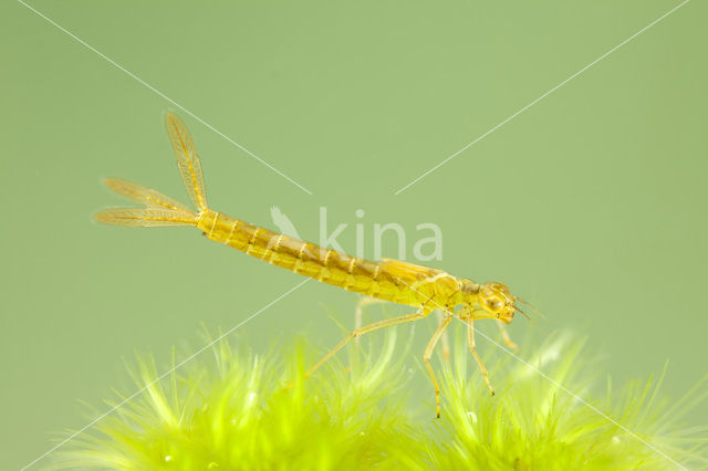Irish Damselfly (Coenagrion lunulatum)