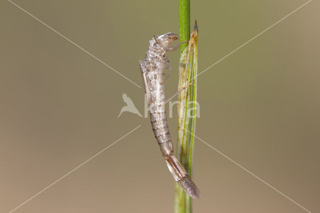 Irish Damselfly (Coenagrion lunulatum)