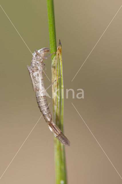 Irish Damselfly (Coenagrion lunulatum)