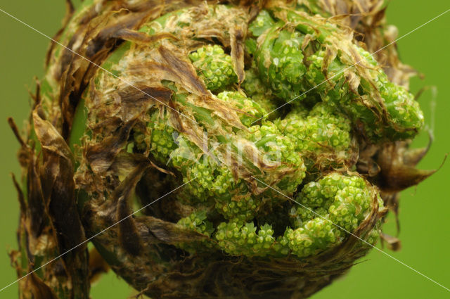 Mannetjesvaren (Dryopteris filix-mas)