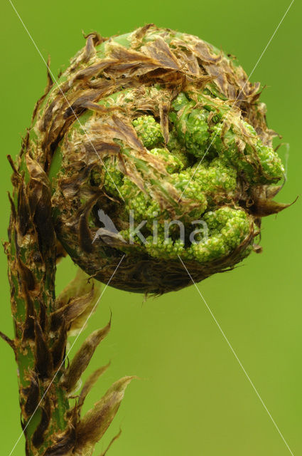 Male-fern (Dryopteris filix-mas)