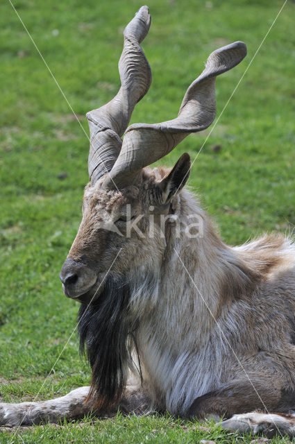 Markhor (Capra falconeri)