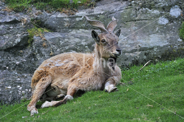 Markhor (Capra falconeri)