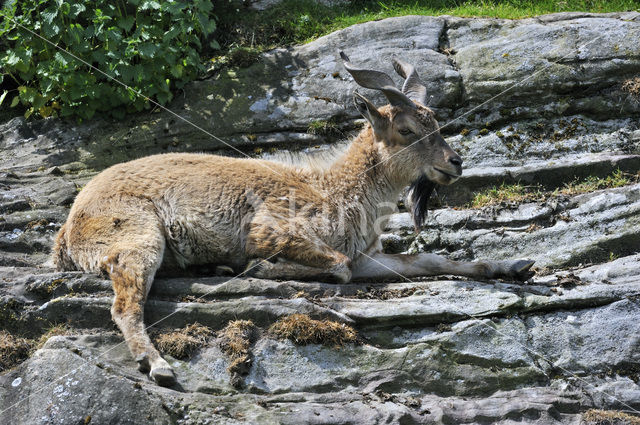 Markhor (Capra falconeri)