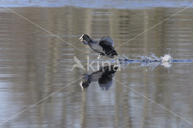 Meerkoet (Fulica atra)