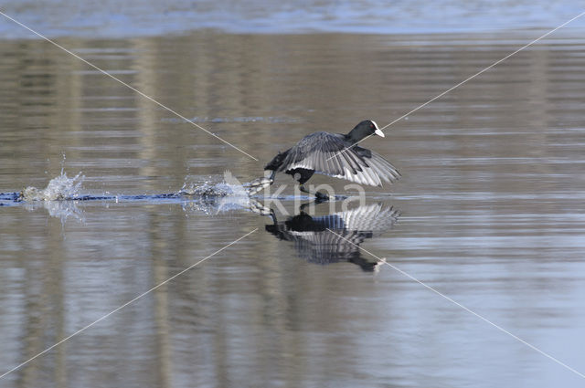 Meerkoet (Fulica atra)