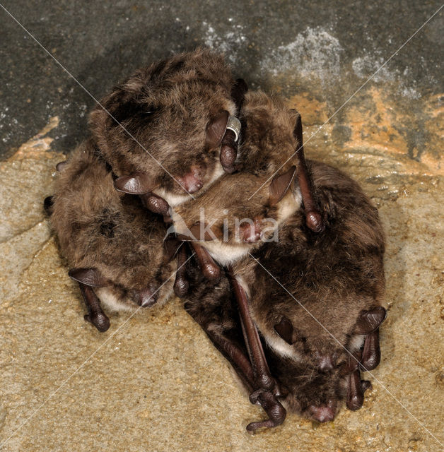 Meervleermuis (Myotis dasycneme)