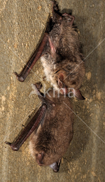 Meervleermuis (Myotis dasycneme)