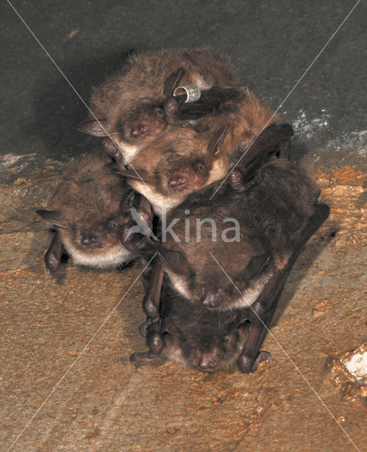 Pond Bat (Myotis dasycneme)