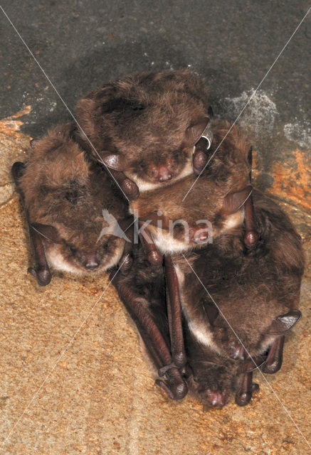 Meervleermuis (Myotis dasycneme)