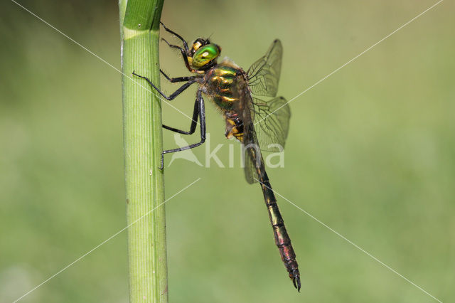 Metaalglanslibel (Somatochlora metallica)