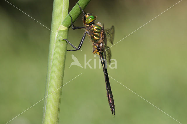 Metaalglanslibel (Somatochlora metallica)