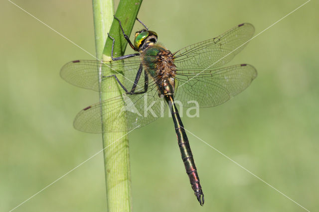 Metaalglanslibel (Somatochlora metallica)