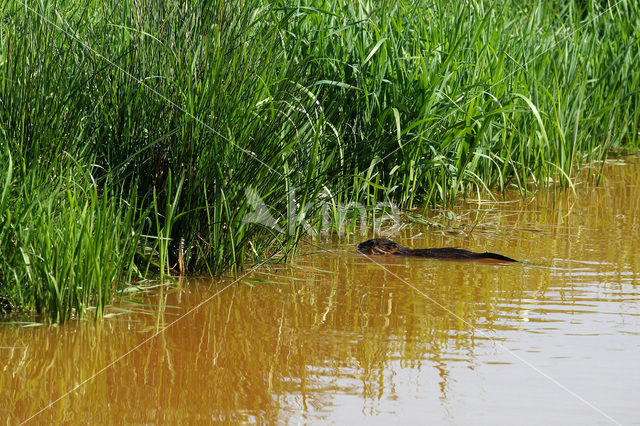 Muskrat (Ondatra zibethicus)