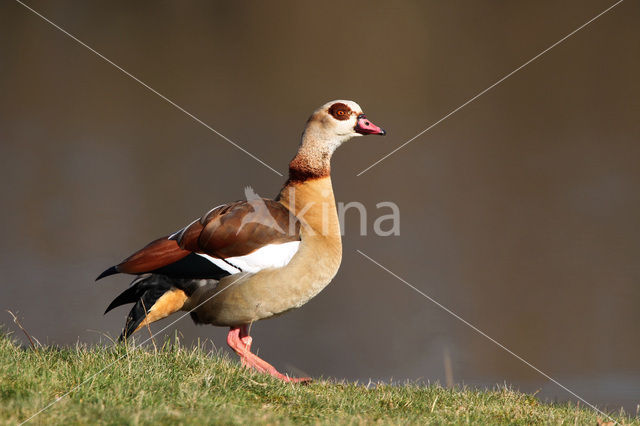 Egyptian Goose (Alopochen aegyptiaca)