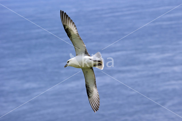 Noordse Stormvogel (Fulmarus glacialis)