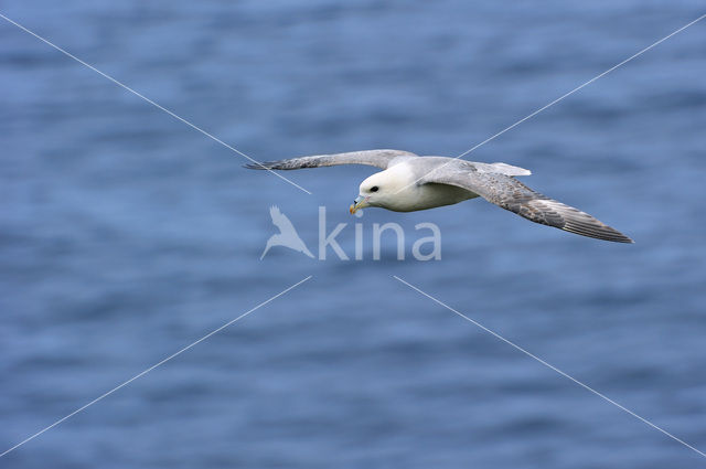 Noordse Stormvogel (Fulmarus glacialis)
