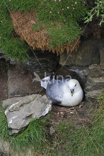 Noordse Stormvogel (Fulmarus glacialis)