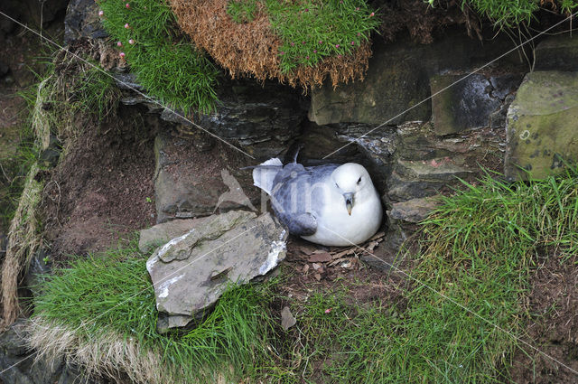 Noordse Stormvogel (Fulmarus glacialis)