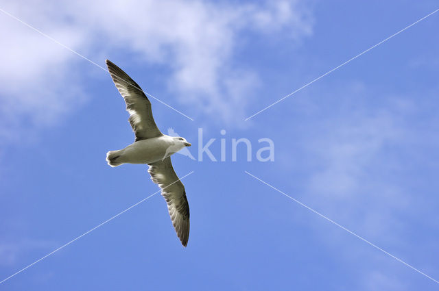 Noordse Stormvogel (Fulmarus glacialis)