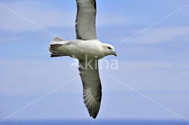 Noordse Stormvogel (Fulmarus glacialis)