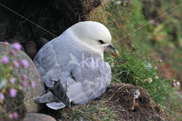 Noordse Stormvogel (Fulmarus glacialis)