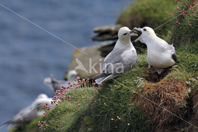 Noordse Stormvogel (Fulmarus glacialis)