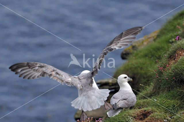 Noordse Stormvogel (Fulmarus glacialis)