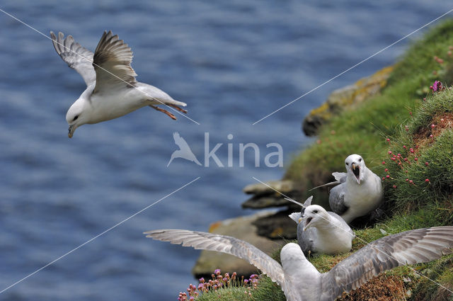 Noordse Stormvogel (Fulmarus glacialis)