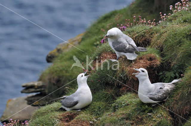 Noordse Stormvogel (Fulmarus glacialis)