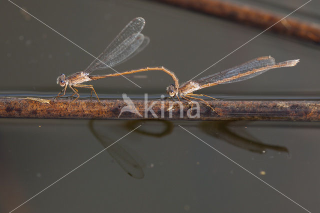 Siberian winter Damselfly (Sympecma paedisca)