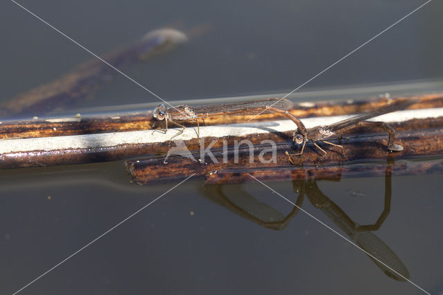 Noordse winterjuffer (Sympecma paedisca)